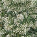 Baccharis halimifolia fruit